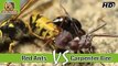 Red Ants vs Carpenter Bee Animal vs Animal [HD]