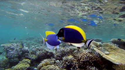 GoPro: The Search for the Blue Whale - A Prelude to Racing Extinction