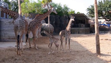 Baby Giraffe Kamili Goes Out for First Time