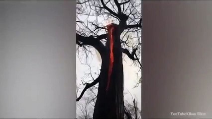 Ohio hikers encounters 'Devil tree' burning from the inside and with NO smoke