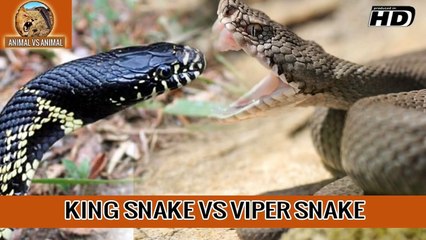 Viper Snake Vs King Snake - Animal vs Animal [HD]