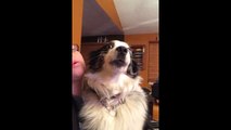 Dog Sings Along with Owner