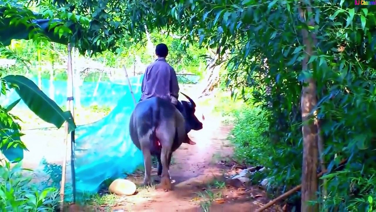 Con Trâu - Bài Hát Gọi Trâu Nhạc Thiếu Nhi