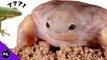 Worlds Weirdest Frogs! 5 Weird Animal Facts - Ep. 30 : AnimalBytesTV
