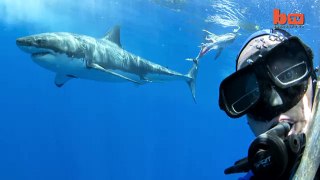 Shark Selfie Diver Poses With Great White-copypasteads.com