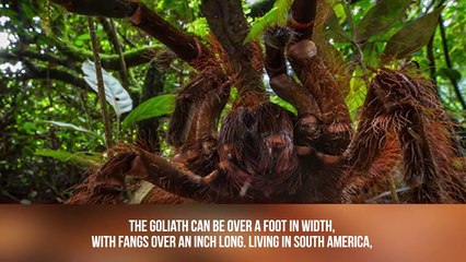 The Biggest Bugs Ever Found