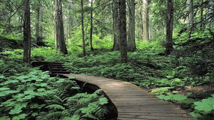 Relaxing Sounds of Nature - Forest Sound (1 hour) - Music for Relaxing, Meditation or Slee