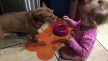 Cute Dog Fed by Adorable Baby