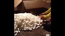 Cat Hides in Packing Peanuts