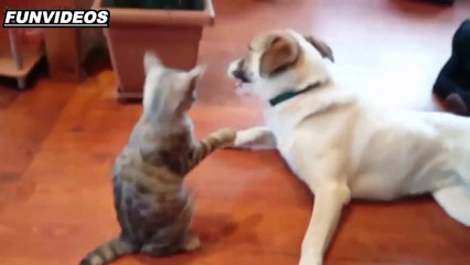 Gatitos Graciosos Recopilatorio 2016