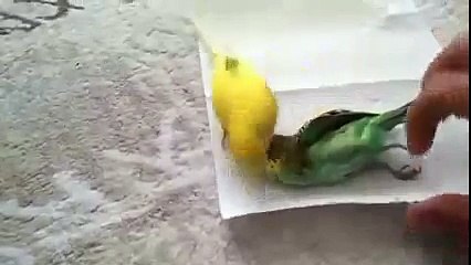 طائر يرفض التخلي عن صديقه الذي فارق الحياة