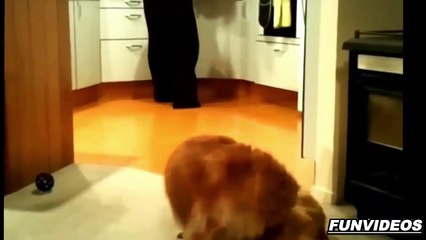 Gatos y Perros Sentados