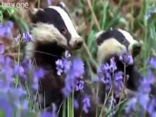 Best Of Funny Talking Animals