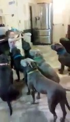 4 year old in control feeding 6 pitbulls