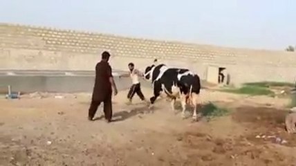 Oh No. Bull is Full - Amazing