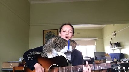Never Mind The Cat - What A Brilliant Voice