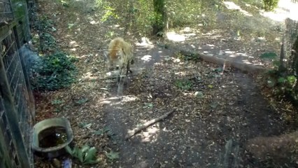 Zoo de Beauval - Une hyène en marche