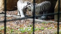 Zoo de Beauval - Bébés tigres blancs