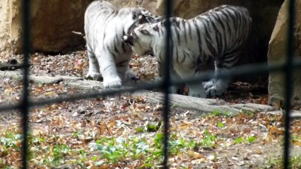 Zoo de Beauval - Bébés tigres blancs