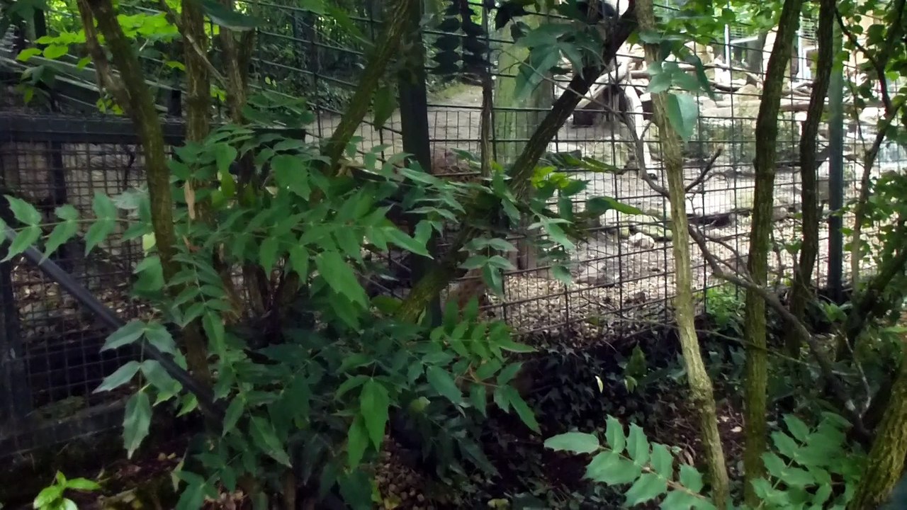 Zoo de Beauval - Un léopard grogne
