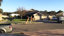 Kangaroos Boxing On A Suburban Street