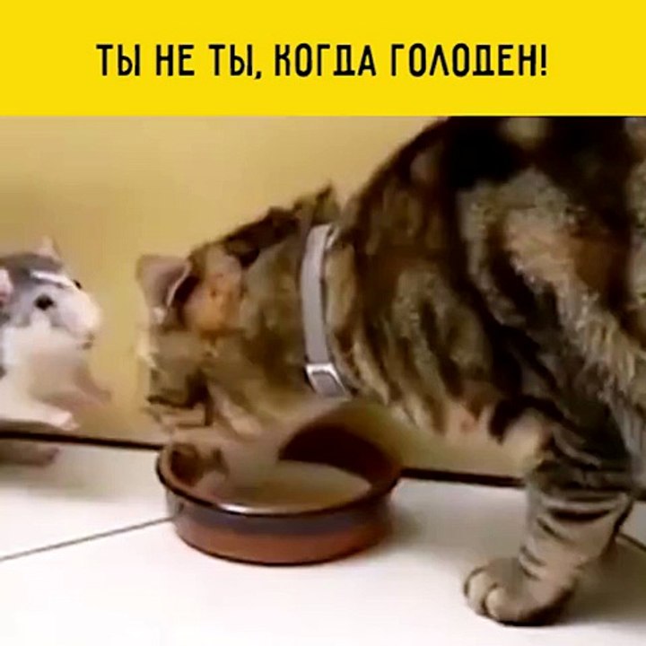 cute animals