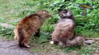 Crazy arguing cats - Funny cat compilation