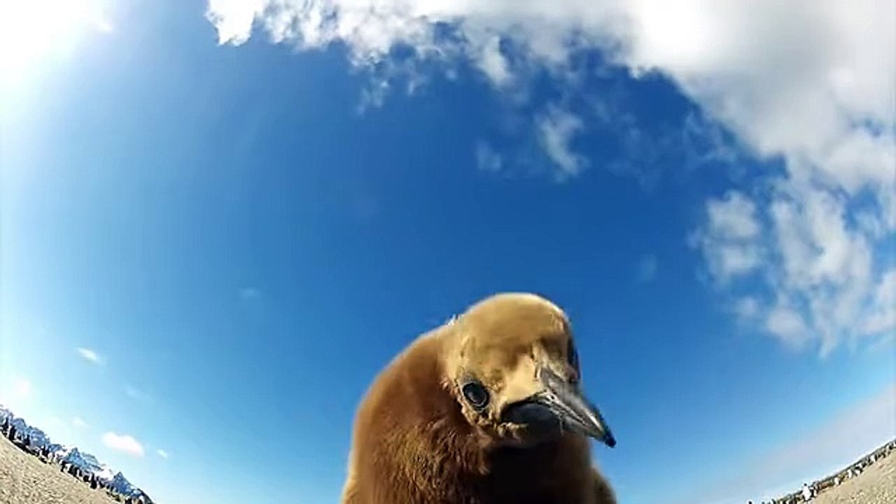 The World’s Real-Life Happy Feet - You’ll Love This Penguin Dance Party