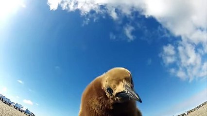 The World’s Real-Life Happy Feet - You’ll Love This Penguin Dance Party