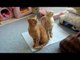 Cats Meowing and Talking Compilation Video