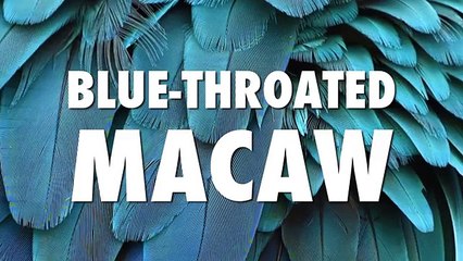 Animals That May go Extinct in 2016