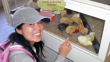 Nami cannot get enough kawaii chicks in Japan : NDNC Special Baby Animals EP #1