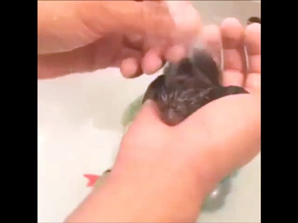 Super Cute Baby Monkey Being Showered!!