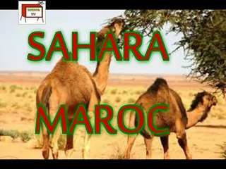 Camels vs Man 2015 HD   - مصارعة عنيفة بين انسان وجمل  الصحراء