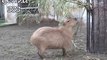 LOL Youtube Funny Animal Videos Capybaras eat bait Funny Videos of Animals Funny Animals Video