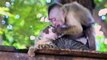 Funny Monkey Forcefully Kisses Adorable Cat