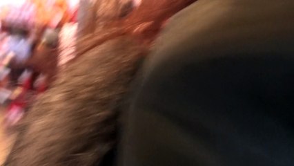 Mouse droppings spotted in Tim Horton's donuts (part 2)