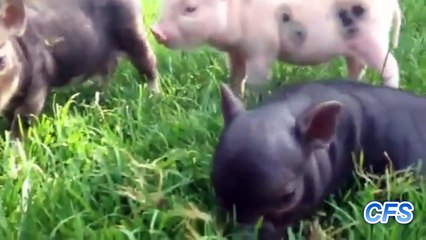 Cute Mini Pigs Compilation