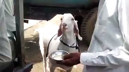 +91-8769581012 Black magic specialist molvi ji Australia