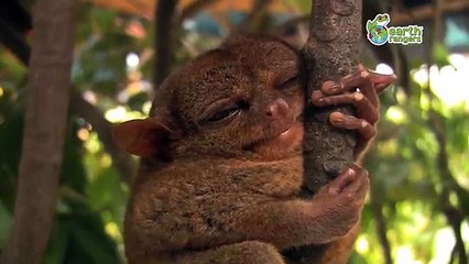 Funny Talking Animals