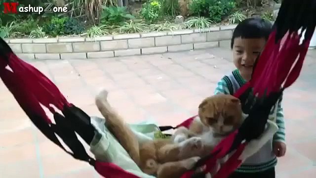 Funny Cats Acting Like Humans Compilation 2015