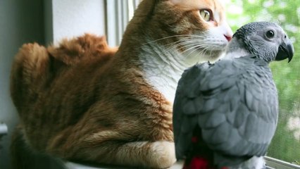 African Grey and Cat best friends