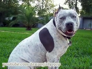 AMAZING! PitBull, Cat & Chicks! _I Want You to Want Me