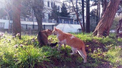 Angry Cat Videos _ Angry Cats Compilation
