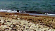 Annita plays at the sea