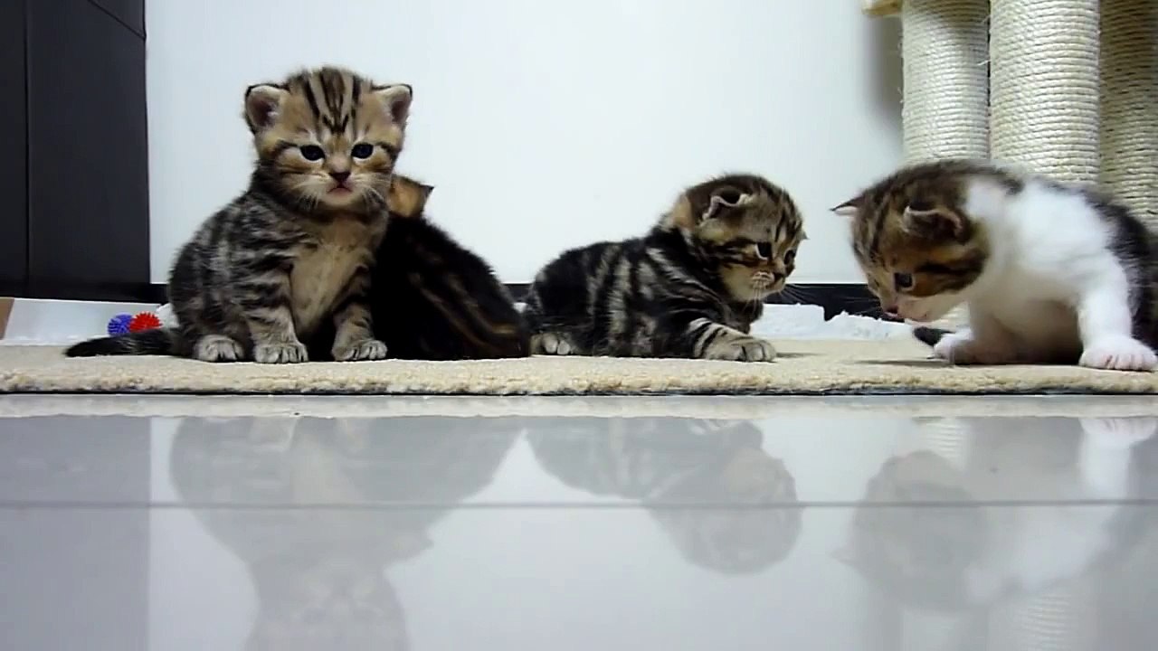 Merry Christmas! ( From Funny Cats , Cute Kittens and nice fish )