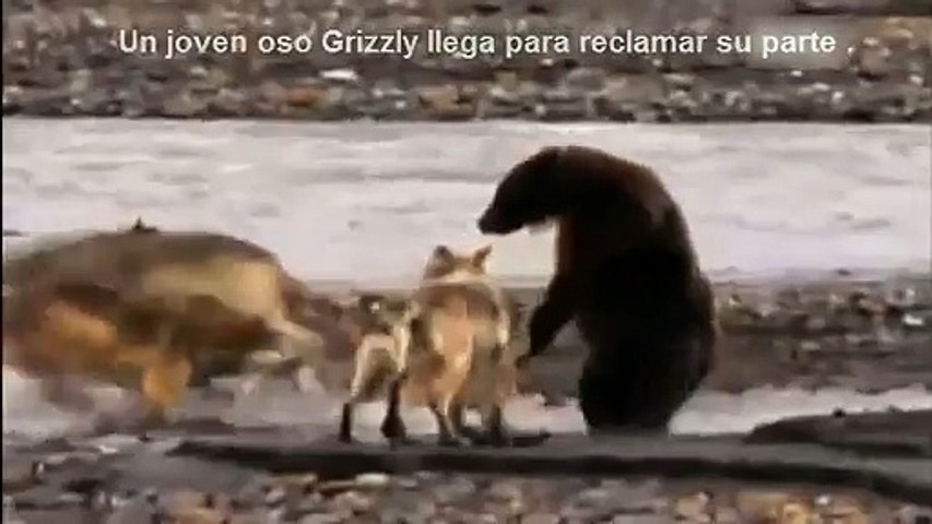 Naturaleza Salvaje Lucha Animal : Lobos Vs Oso / Wild Nature Animal : Griz - Dailymotion Video