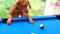 Funny Cats And Dogs Playing Pool Compilation 2016 [NEW]
