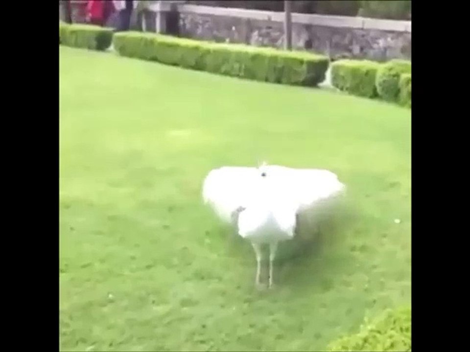 White Peacock Spreading it's Features - Rare Glimpse Ever