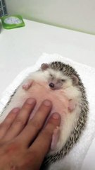 Chubby Hedgehog Enjoys a Belly Rub